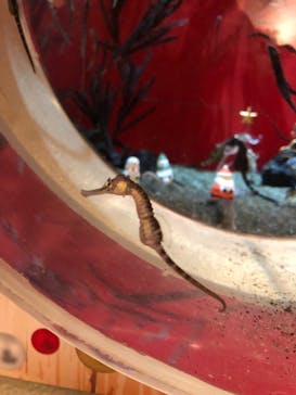 しながわ水族館に投稿された画像（2022/12/1）