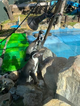 しろとり動物園に投稿された画像（2022/12/1）