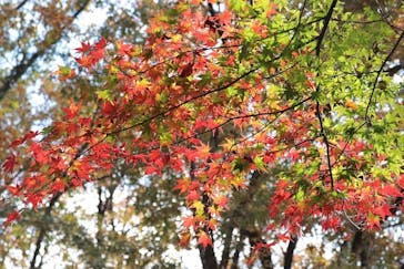 博物館 明治村に投稿された画像（2022/12/2）