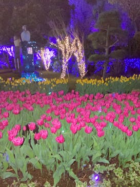 江の島シーキャンドルに投稿された画像（2022/12/2）