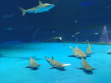 島根県立 しまね海洋館に投稿された画像（2022/12/2）