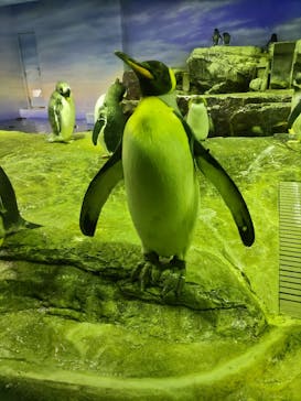 島根県立 しまね海洋館に投稿された画像（2022/12/2）