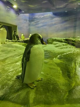 島根県立 しまね海洋館に投稿された画像（2022/12/2）