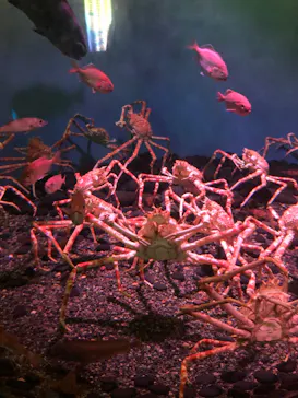 横浜・八景島シーパラダイスに投稿された画像（2022/12/2）