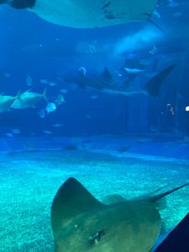 沖縄美ら海水族館に投稿された画像（2022/12/2）