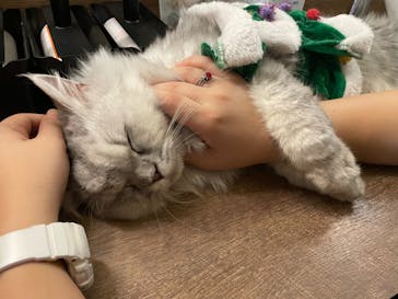 猫カフェモカ　池袋東口店に投稿された画像（2022/12/2）