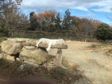 群馬サファリパークに投稿された画像（2022/12/2）