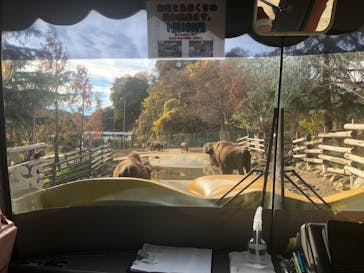 群馬サファリパークに投稿された画像（2022/12/2）