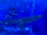 沖縄美ら海水族館に投稿された画像（2022/12/3）
