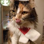 猫カフェモカ　新宿店に投稿された画像（2022/12/3）