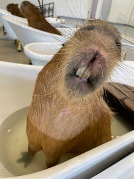 アニタッチみなとみらいに投稿された画像（2022/12/3）