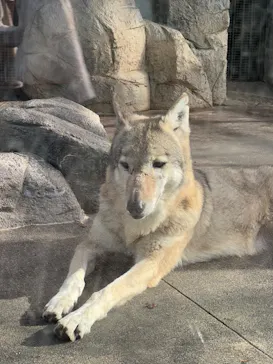 天王寺動物園に投稿された画像（2022/12/3）