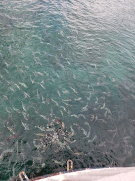 串本海中公園水族館に投稿された画像（2022/12/3）