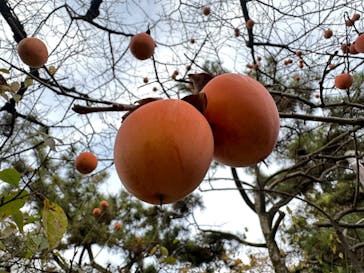 三溪園に投稿された画像（2022/12/3）