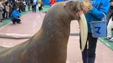 ゼロ距離水族館 伊勢シーパラダイスに投稿された画像（2022/12/3）
