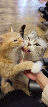 猫カフェモカ　秋葉原店に投稿された画像（2022/12/3）