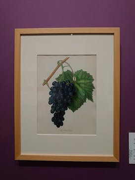 おいしいボタニカル・アート　食を彩る植物のものがたり(SOMPO美術館)に投稿された画像（2022/12/3）