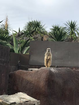伊豆シャボテン動物公園に投稿された画像（2022/12/3）