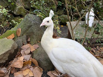 伊豆シャボテン動物公園に投稿された画像（2022/12/3）