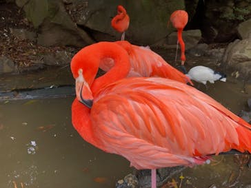 伊豆シャボテン動物公園に投稿された画像（2022/12/3）