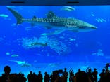 沖縄美ら海水族館に投稿された画像（2022/12/3）