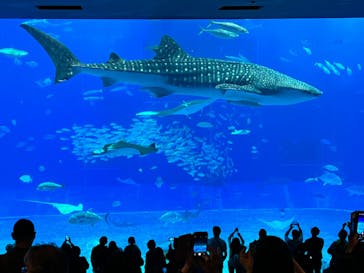 沖縄美ら海水族館に投稿された画像（2022/12/3）