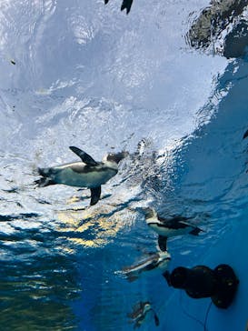 サンシャイン水族館に投稿された画像（2022/12/3）