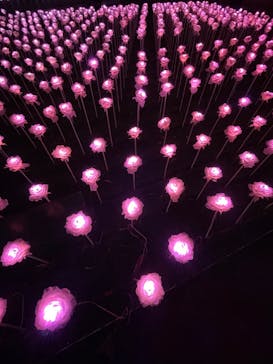 東京メガイルミに投稿された画像（2022/12/3）