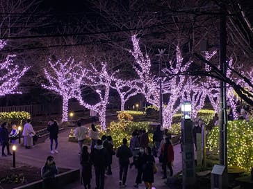 江の島シーキャンドルに投稿された画像（2022/12/3）