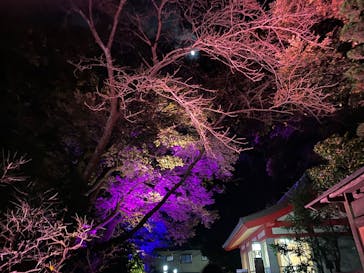 江の島シーキャンドルに投稿された画像（2022/12/3）