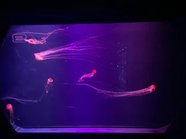 すみだ水族館に投稿された画像（2022/12/3）