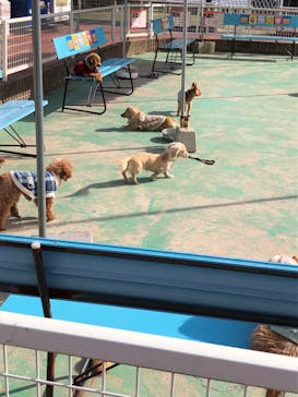 IPCわんわん動物園に投稿された画像（2022/12/3）