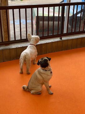 IPCわんわん動物園に投稿された画像（2022/12/3）