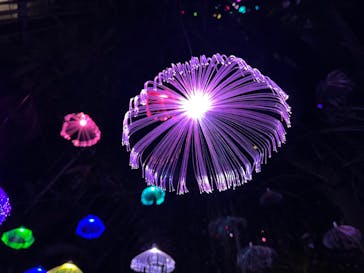 大阪府立花の文化園に投稿された画像（2022/12/3）