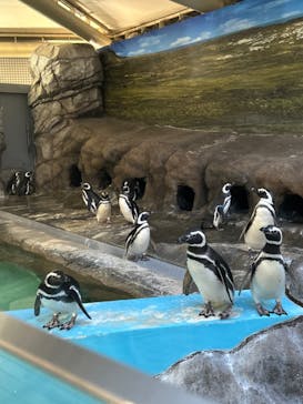 しながわ水族館に投稿された画像（2022/12/3）