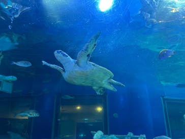 しながわ水族館に投稿された画像（2022/12/3）