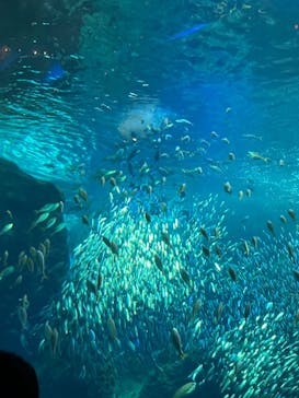 新江ノ島水族館に投稿された画像（2022/12/3）