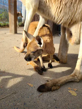 神戸どうぶつ王国に投稿された画像（2022/12/3）