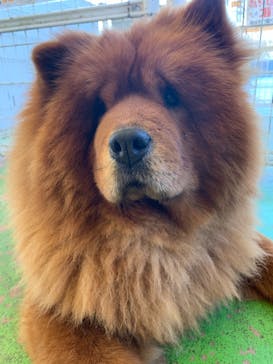 つくばわんわんランドに投稿された画像（2022/12/4）