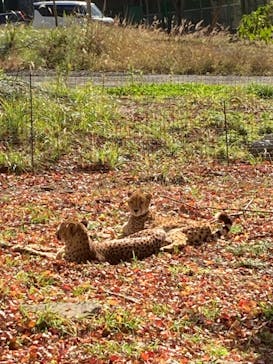 秋吉台自然動物公園 サファリランドに投稿された画像（2022/12/4）