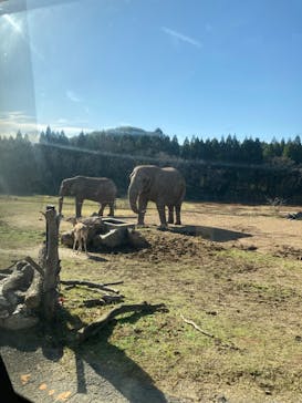 秋吉台自然動物公園 サファリランドに投稿された画像（2022/12/4）