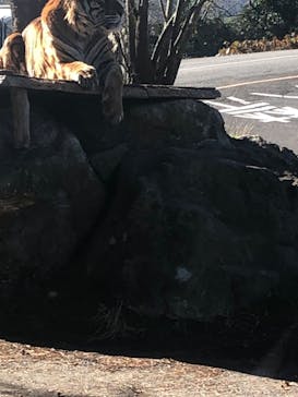 秋吉台自然動物公園 サファリランドに投稿された画像（2022/12/4）