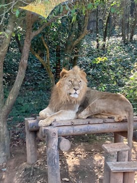 秋吉台自然動物公園 サファリランドに投稿された画像（2022/12/4）