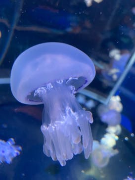 新江ノ島水族館に投稿された画像（2022/12/4）