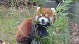 天王寺動物園に投稿された画像（2022/12/4）