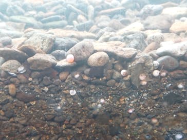 サケのふるさと 千歳水族館に投稿された画像（2022/12/4）