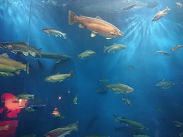 サケのふるさと 千歳水族館に投稿された画像（2022/12/4）