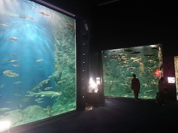 サケのふるさと 千歳水族館に投稿された画像（2022/12/4）