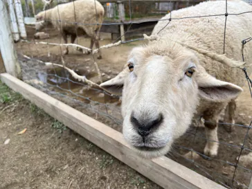 神戸どうぶつ王国に投稿された画像（2022/12/4）