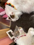 猫カフェモカ イオンモール大日店に投稿された画像（2022/12/4）